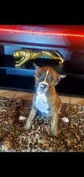 Brindle Female, a female American Pit Bull Terrier for sale in Bakersfield, CA – 4 of 4