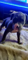 Blue Tri Female, a female American Pit Bull Terrier for sale in Bakersfield, CA – 5 of 5