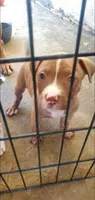 Red Girl, a female American Pit Bull Terrier for sale in Bakersfield, CA – 5 of 6