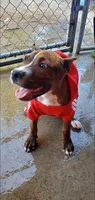 Brindle Female, a female American Pit Bull Terrier for sale in Bakersfield, CA – 5 of 9