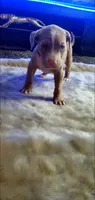 Champagne Merle, a male American Pit Bull Terrier for sale in Bakersfield, CA – 4 of 5