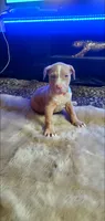 Champagne Merle, a male American Pit Bull Terrier for sale in Bakersfield, CA – 3 of 5