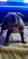 Blue Tri Female, a female American Pit Bull Terrier for sale in Bakersfield, CA – 3 of 5