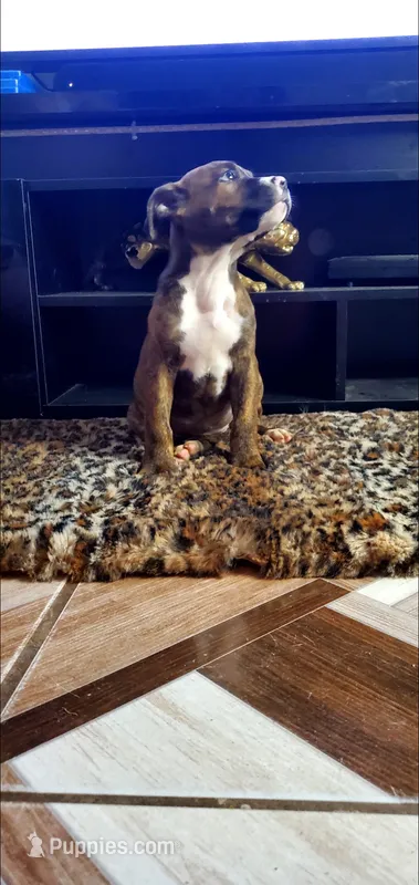 Brindle Female – American Pit Bull Terrier puppy for sale in Bakersfield, CA