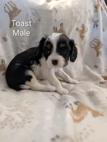 AKC Toast, a male Cavalier King Charles Spaniel for sale in Ashwood, OR – Photo 3 of 6
