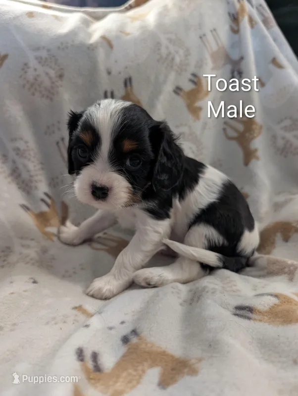 AKC Toast – Cavalier King Charles Spaniel puppy for sale in Ashwood, OR