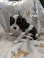 AKC Toast, a male Cavalier King Charles Spaniel for sale in Ashwood, OR – Photo 1 of 6