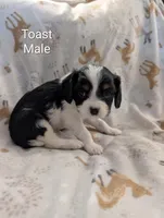 AKC Toast, a male Cavalier King Charles Spaniel for sale in Ashwood, OR – Photo 2 of 6