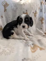 AKC Toast, a male Cavalier King Charles Spaniel for sale in Ashwood, OR – Photo 6 of 6
