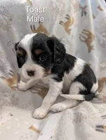 AKC Toast, a male Cavalier King Charles Spaniel for sale in Ashwood, OR – Photo 4 of 6