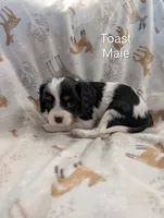 AKC Toast, a male Cavalier King Charles Spaniel for sale in Ashwood, OR – Photo 5 of 6