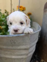 Snow White, a female Shihpoo for sale in Ashwood, OR – 6 of 7