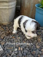 Prince Charming , a male Shihpoo for sale in Ashwood, OR – 2 of 7
