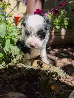 America, a female Miniature Aussiedoodle for sale in Ashwood, OR – 3 of 5