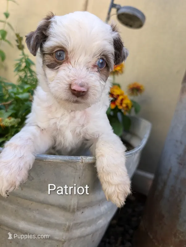 Patriot  – Miniature Aussiedoodle puppy for sale in Ashwood, OR