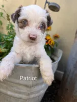 Patriot , a female Miniature Aussiedoodle for sale in Ashwood, OR – 1 of 8