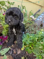 Fish , a male Cavapoo for sale in Ashwood, OR – 8 of 8