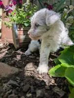 Honor, a female Miniature Aussiedoodle for sale in Ashwood, OR – 6 of 6