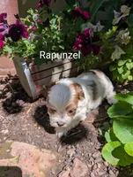 Rapunzel , a female Shihpoo for sale in Ashwood, OR – 4 of 7