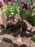 Memory , a female Miniature Aussiedoodle for sale in Ashwood, OR – 2 of 6