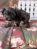 Hero, a female Miniature Aussiedoodle for sale in Ashwood, OR – 3 of 9