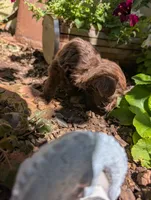 Memory , a female Miniature Aussiedoodle for sale in Ashwood, OR – 6 of 6