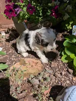 Prince Charming , a male Shihpoo for sale in Ashwood, OR – 6 of 7