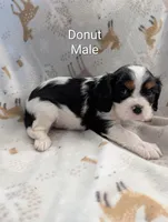 AKC Donut, a male Cavalier King Charles Spaniel for sale in Ashwood, OR – Photo 5 of 6