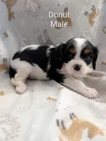AKC Donut, a male Cavalier King Charles Spaniel for sale in Ashwood, OR – Photo 3 of 6