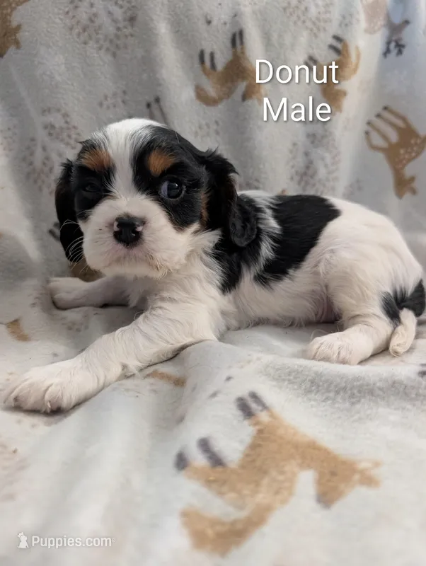AKC Donut – Cavalier King Charles Spaniel puppy for sale in Ashwood, OR