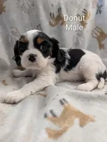 AKC Donut, a male Cavalier King Charles Spaniel for sale in Ashwood, OR – Photo 1 of 6