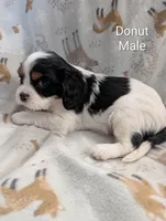 AKC Donut, a male Cavalier King Charles Spaniel for sale in Ashwood, OR – Photo 6 of 6