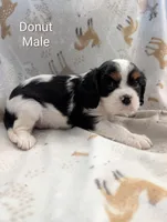 AKC Donut, a male Cavalier King Charles Spaniel for sale in Ashwood, OR – Photo 2 of 6