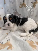 AKC Donut, a male Cavalier King Charles Spaniel for sale in Ashwood, OR – Photo 4 of 6