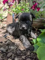 Hero, a female Miniature Aussiedoodle for sale in Ashwood, OR – 3 of 6