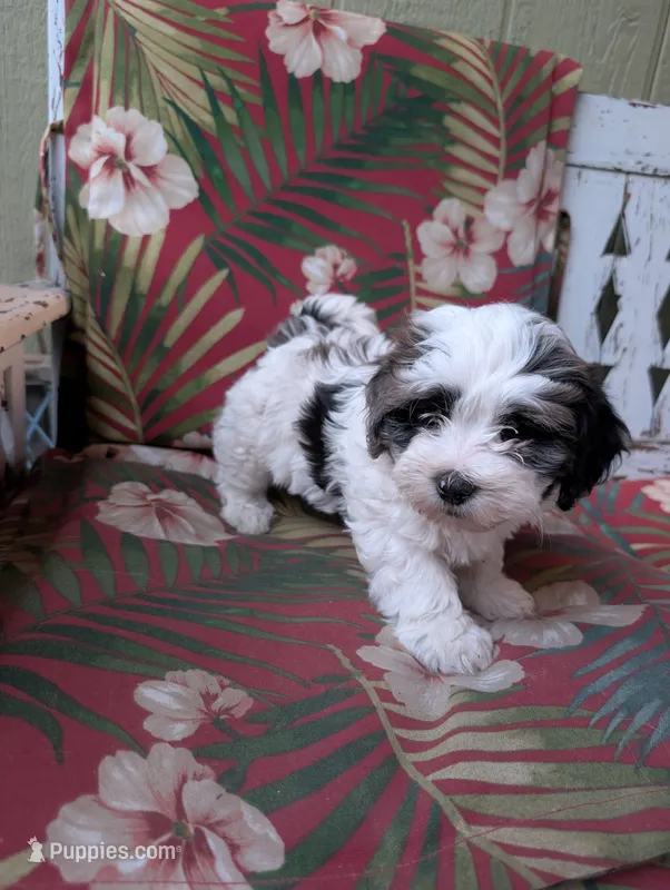 Prince Charming  – Shihpoo puppy for sale in Ashwood, OR