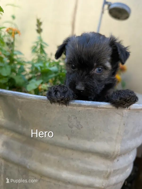 Hero – Miniature Aussiedoodle puppy for sale in Ashwood, OR