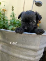 Hero, a female Miniature Aussiedoodle for sale in Ashwood, OR – 1 of 6