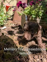 Memory , a female Miniature Aussiedoodle for sale in Ashwood, OR – 3 of 6