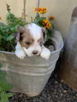 Jasmine , a female Shihpoo for sale in Ashwood, OR – 7 of 7