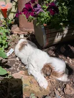 Rapunzel , a female Shihpoo for sale in Ashwood, OR – 5 of 7