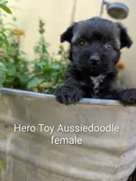 Hero, a female Miniature Aussiedoodle for sale in Ashwood, OR – 2 of 6
