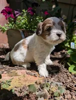 Jasmine , a female Shihpoo for sale in Ashwood, OR – 6 of 7