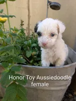 Honor, a female Miniature Aussiedoodle for sale in Ashwood, OR – 2 of 6