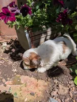 Rapunzel , a female Shihpoo for sale in Ashwood, OR – 7 of 7