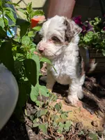 Patriot , a female Miniature Aussiedoodle for sale in Ashwood, OR – 4 of 8