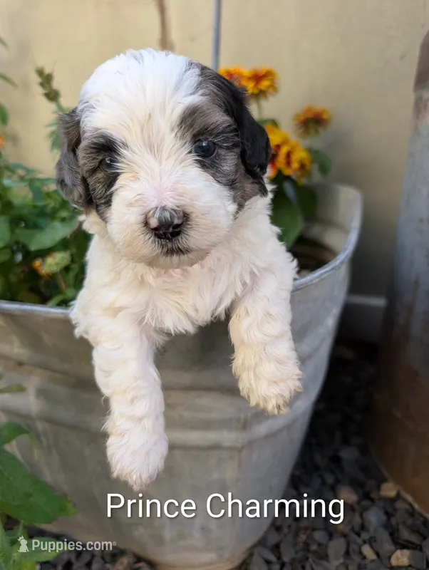 Prince Charming  – Shihpoo puppy for sale in Ashwood, OR