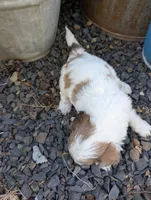 Jasmine , a female Shihpoo for sale in Ashwood, OR – 4 of 7