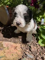 Prince Charming , a male Shihpoo for sale in Ashwood, OR – 5 of 7