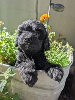 Fish , a male Cavapoo for sale in Ashwood, OR – 3 of 8